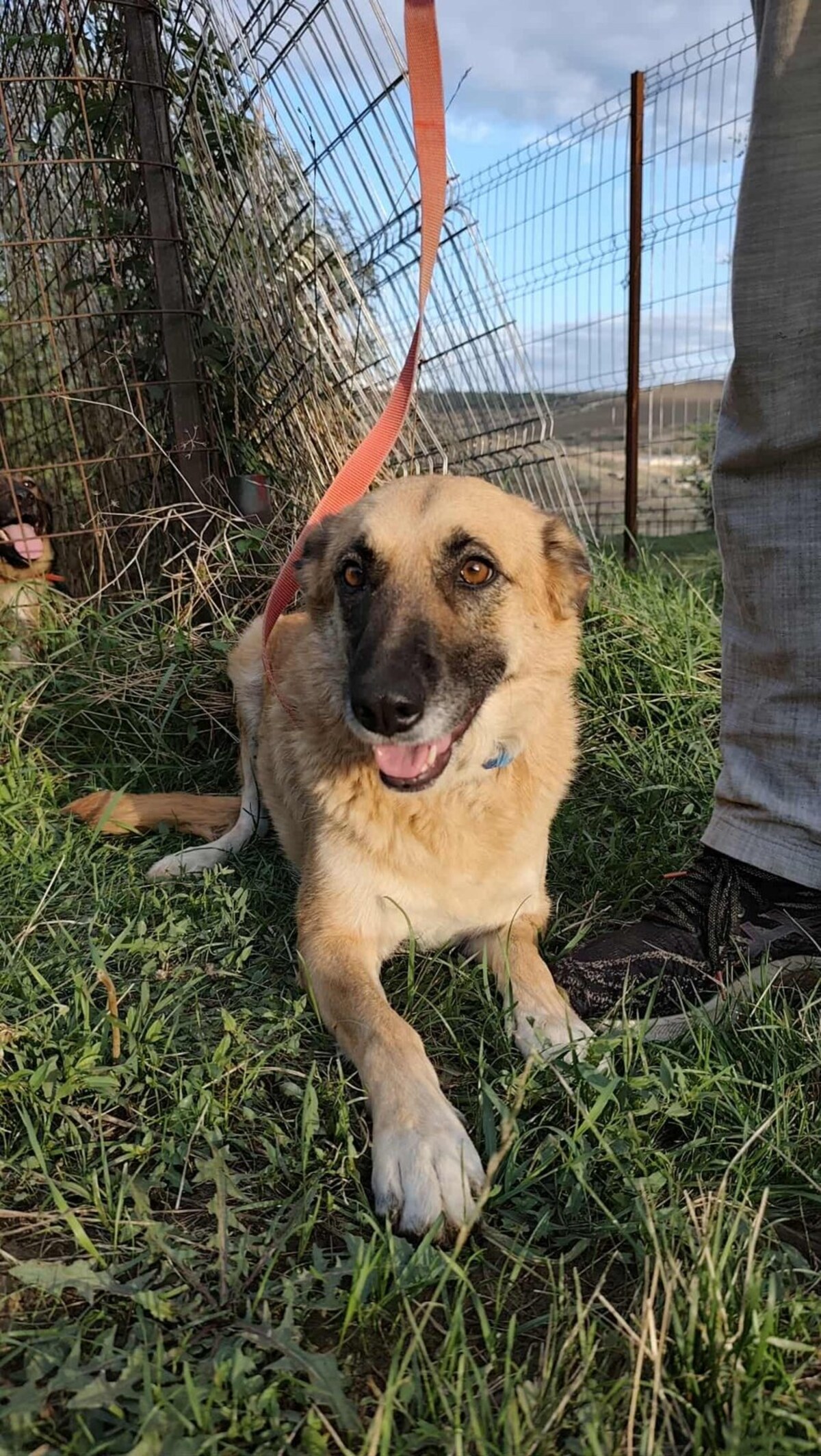 Adoption Baya
