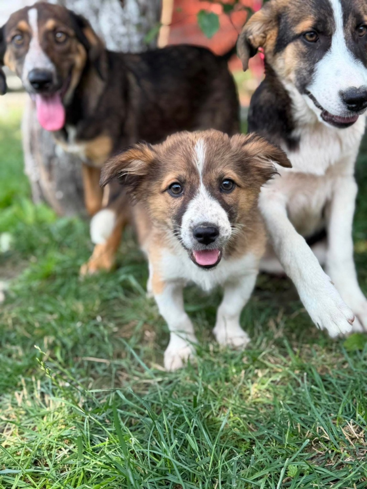 Adoption SOARE