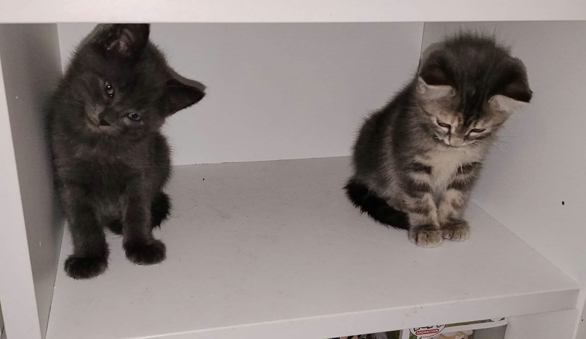 Adoption Wata et Akari