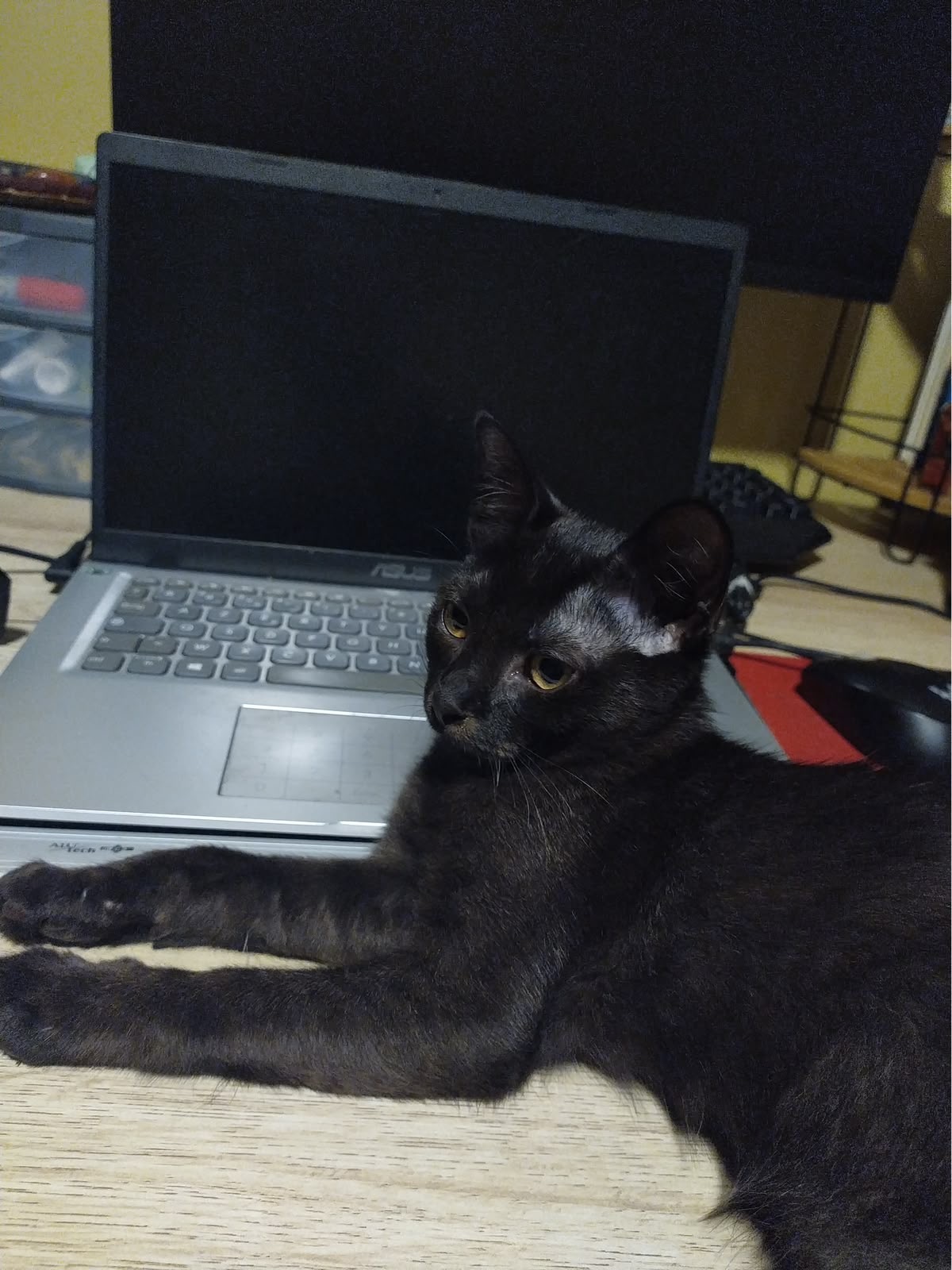 Adoption Jiji