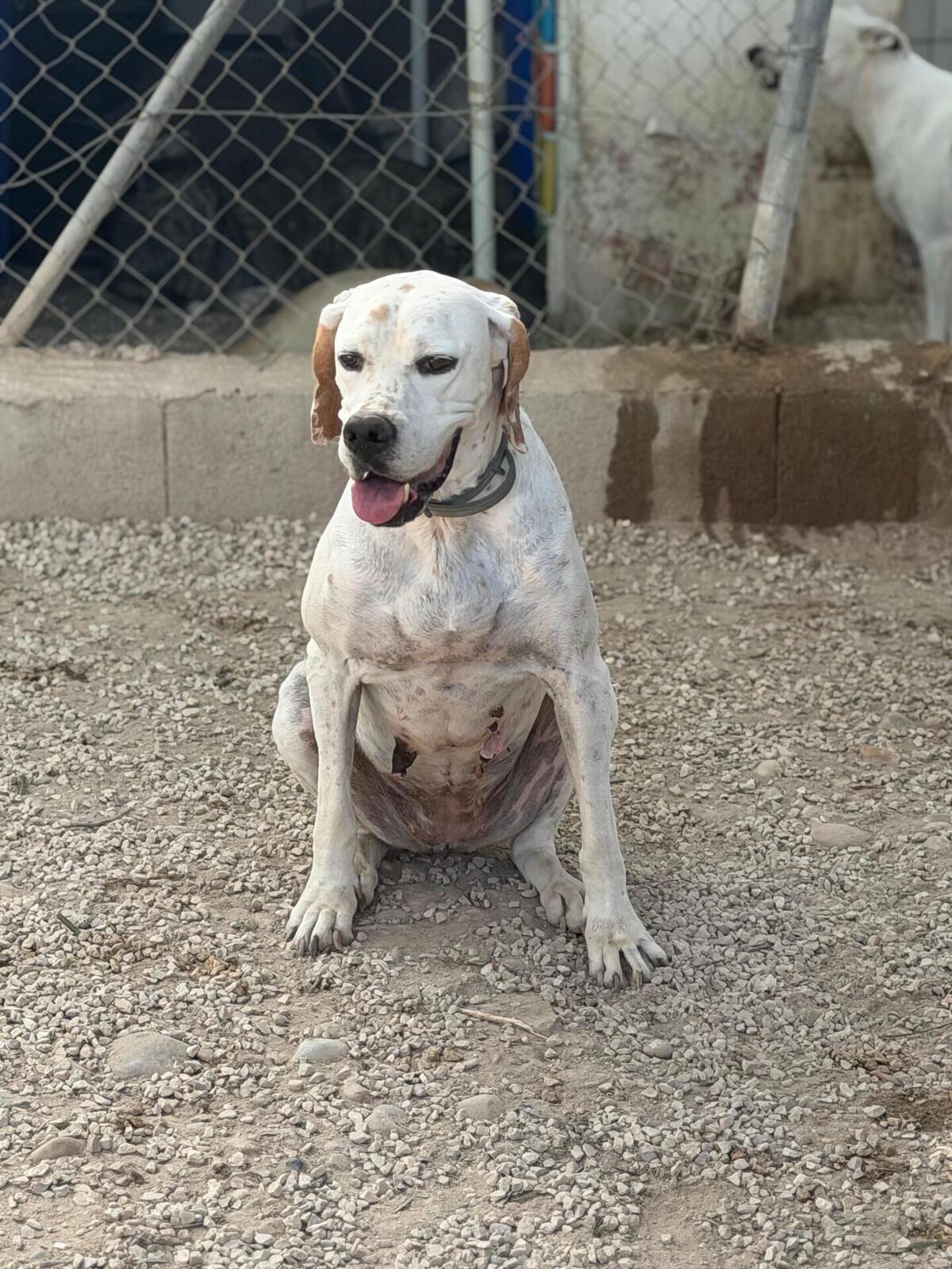 Adoption Blanquita