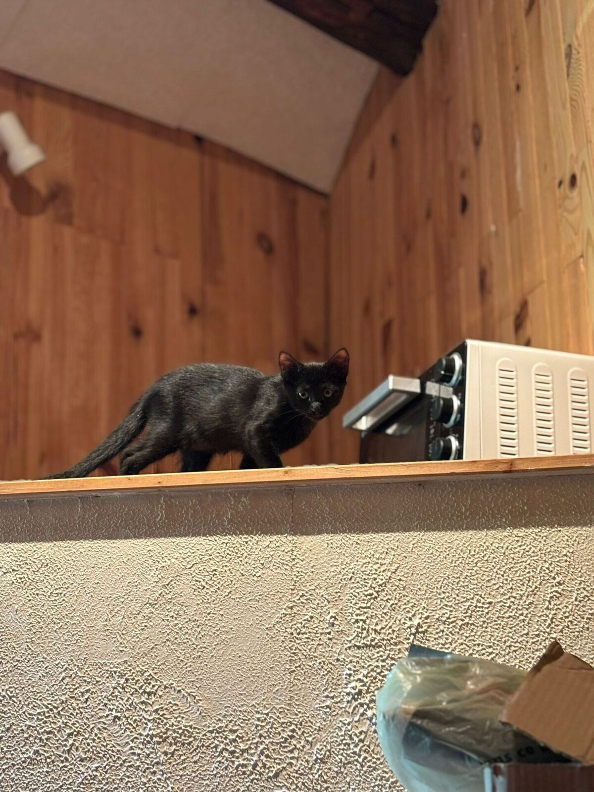 Adoption Aria