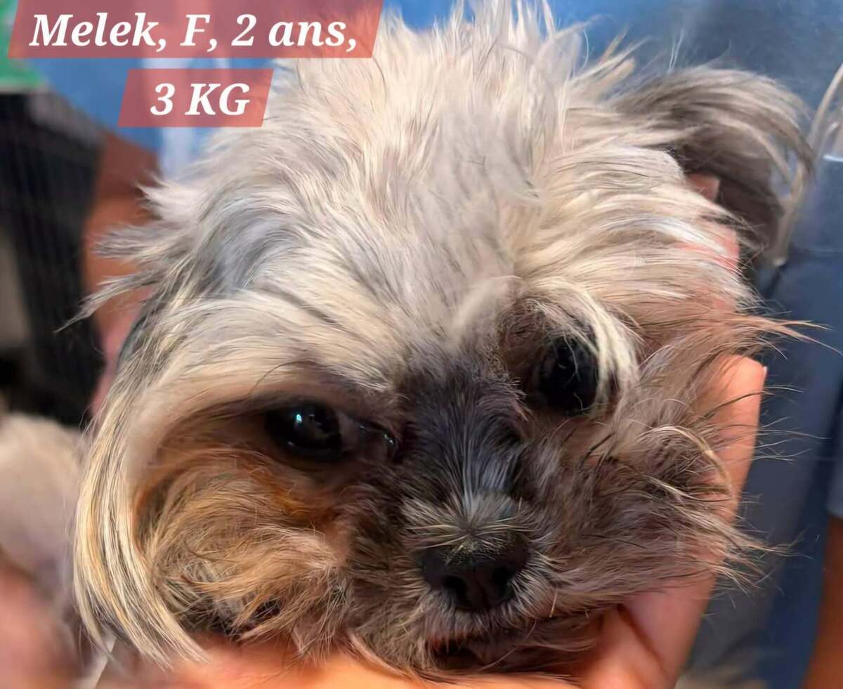 Adoption MELEK