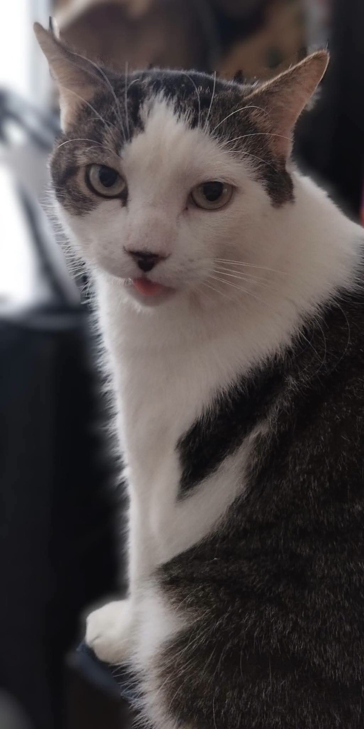 Adoption Dofi