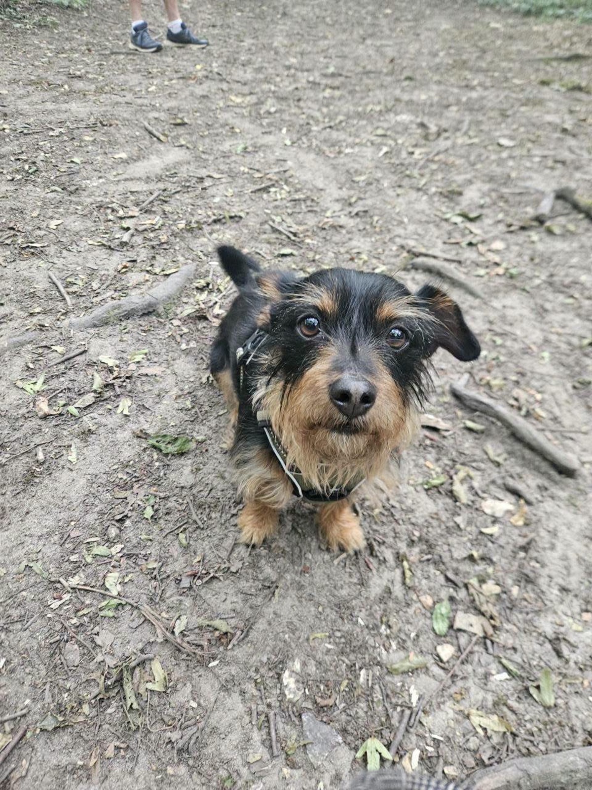 Adoption Mogwai