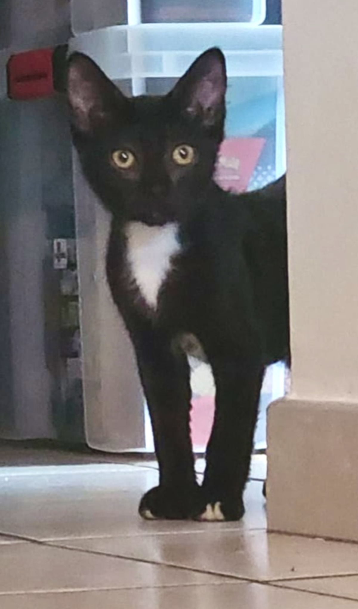 Adoption Bellatrix