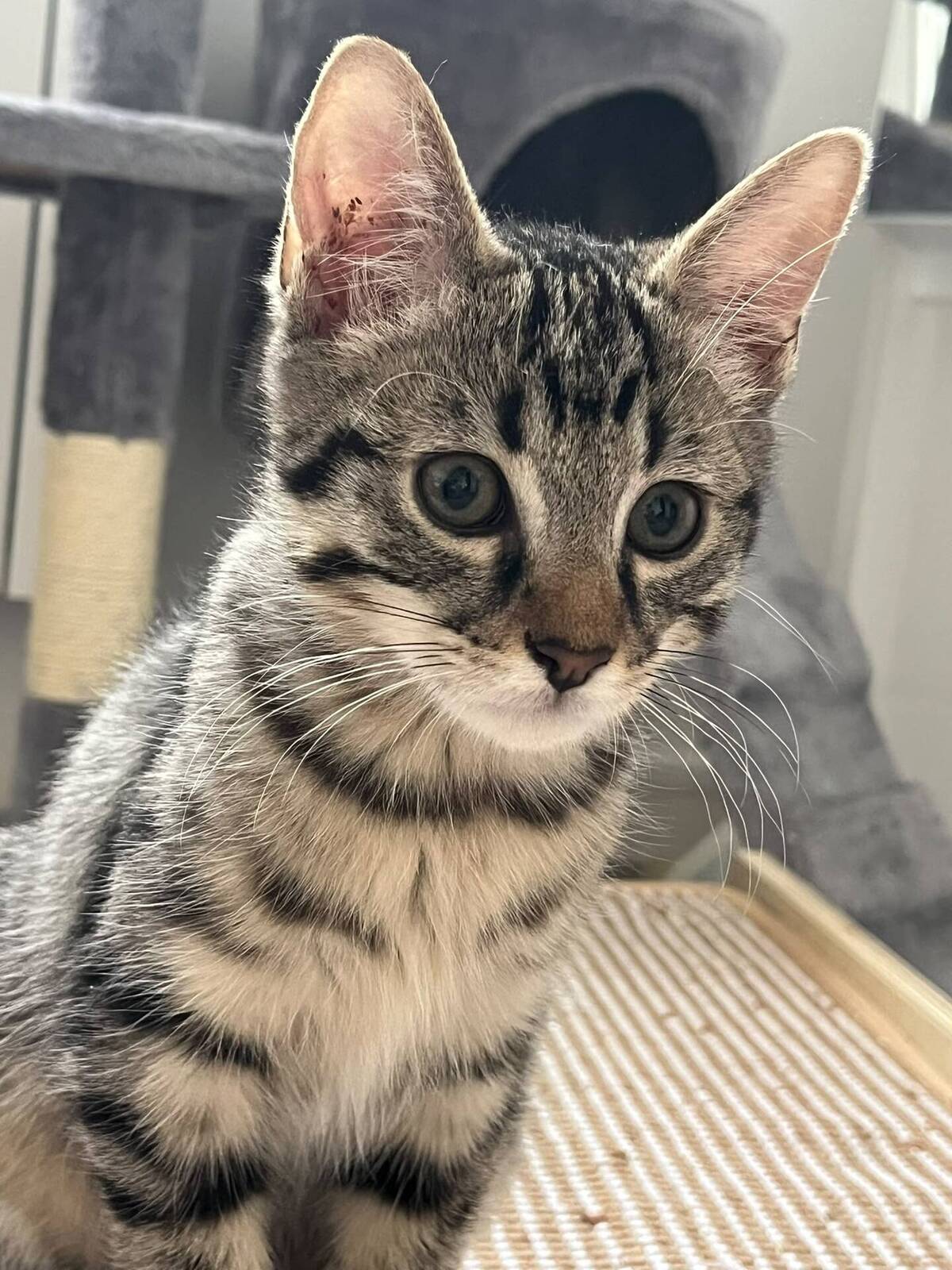Adoption Winci