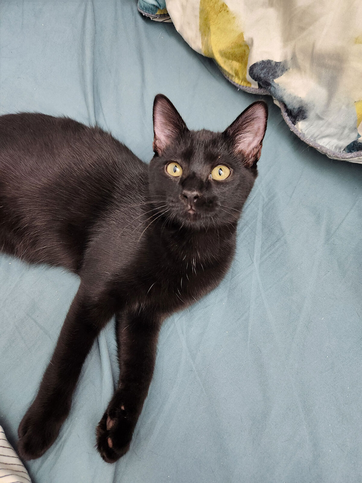 Adoption Salem