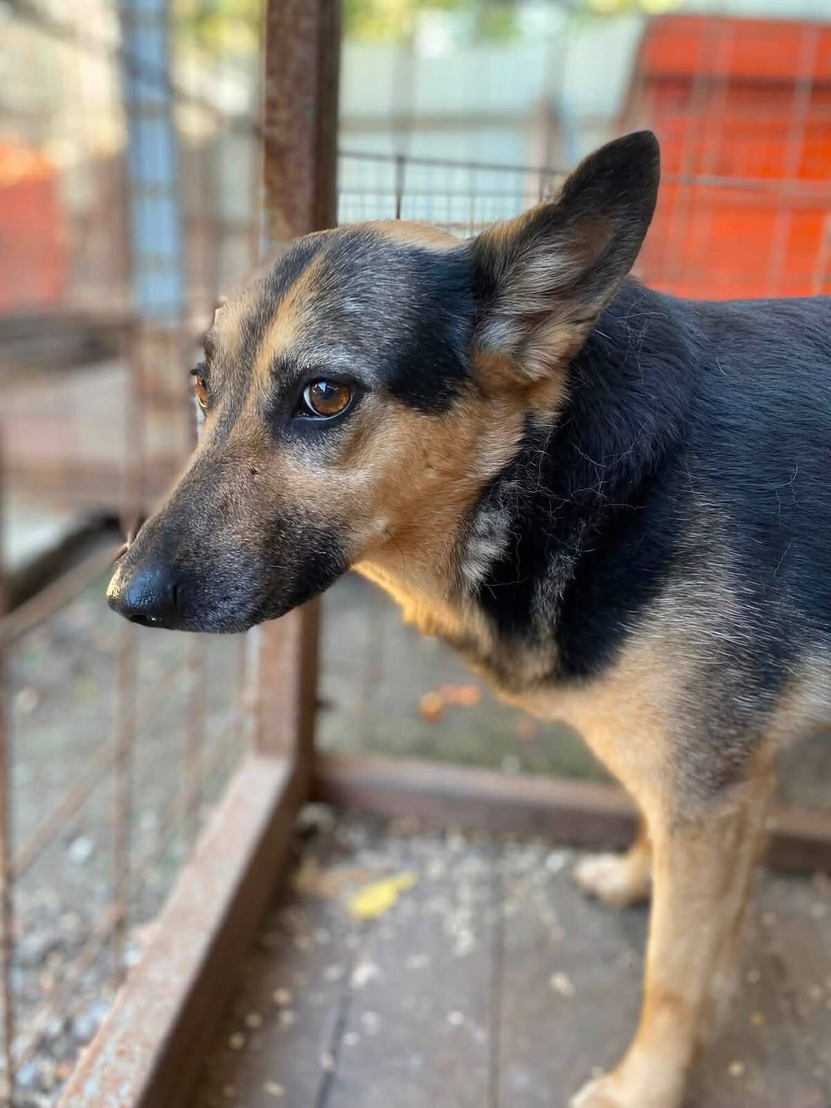 Adoption Masha