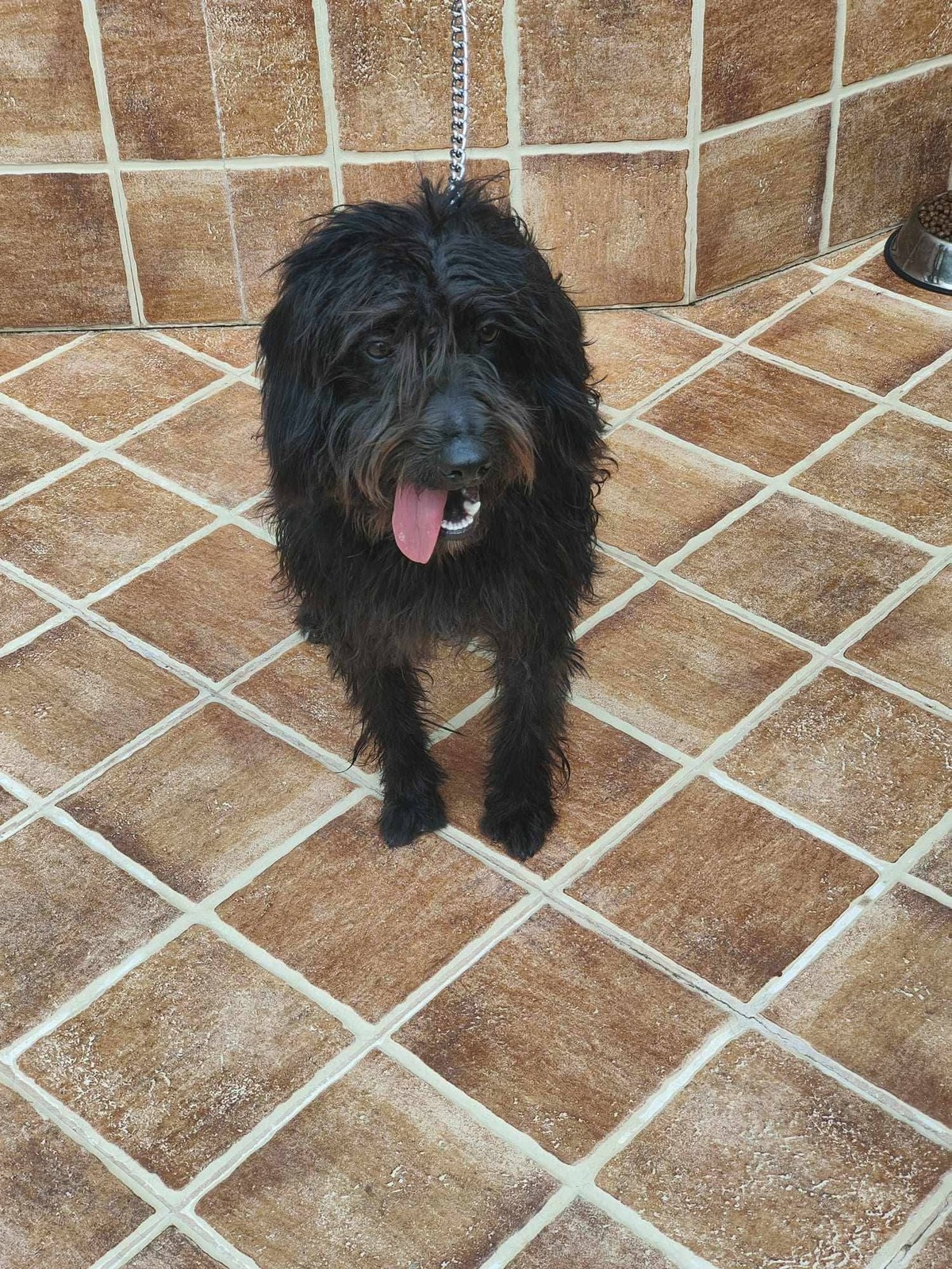 Adoption Noiro