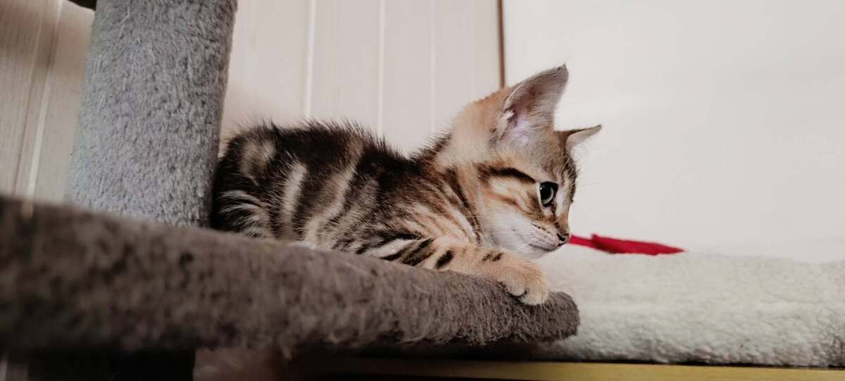 Adoption Bonbon