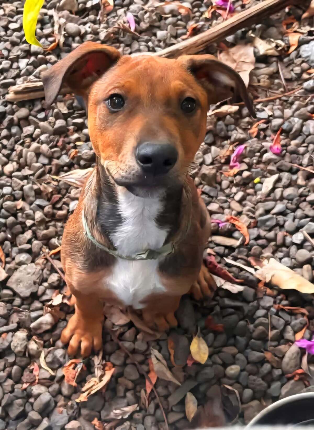 Adoption Blue