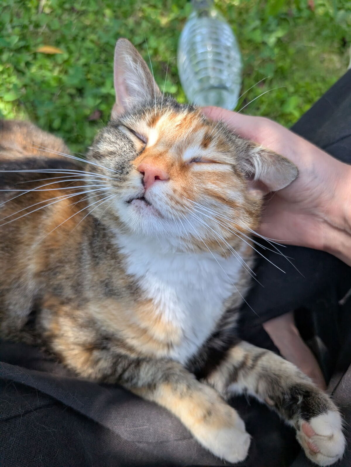 Adoption Ziza