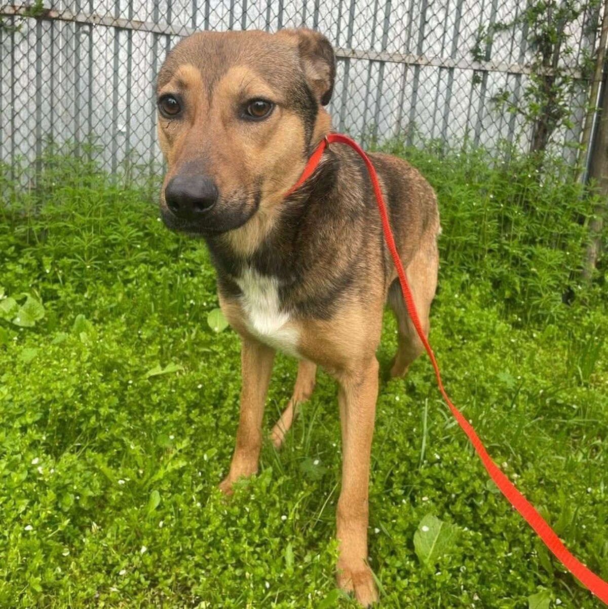 Adoption Marco