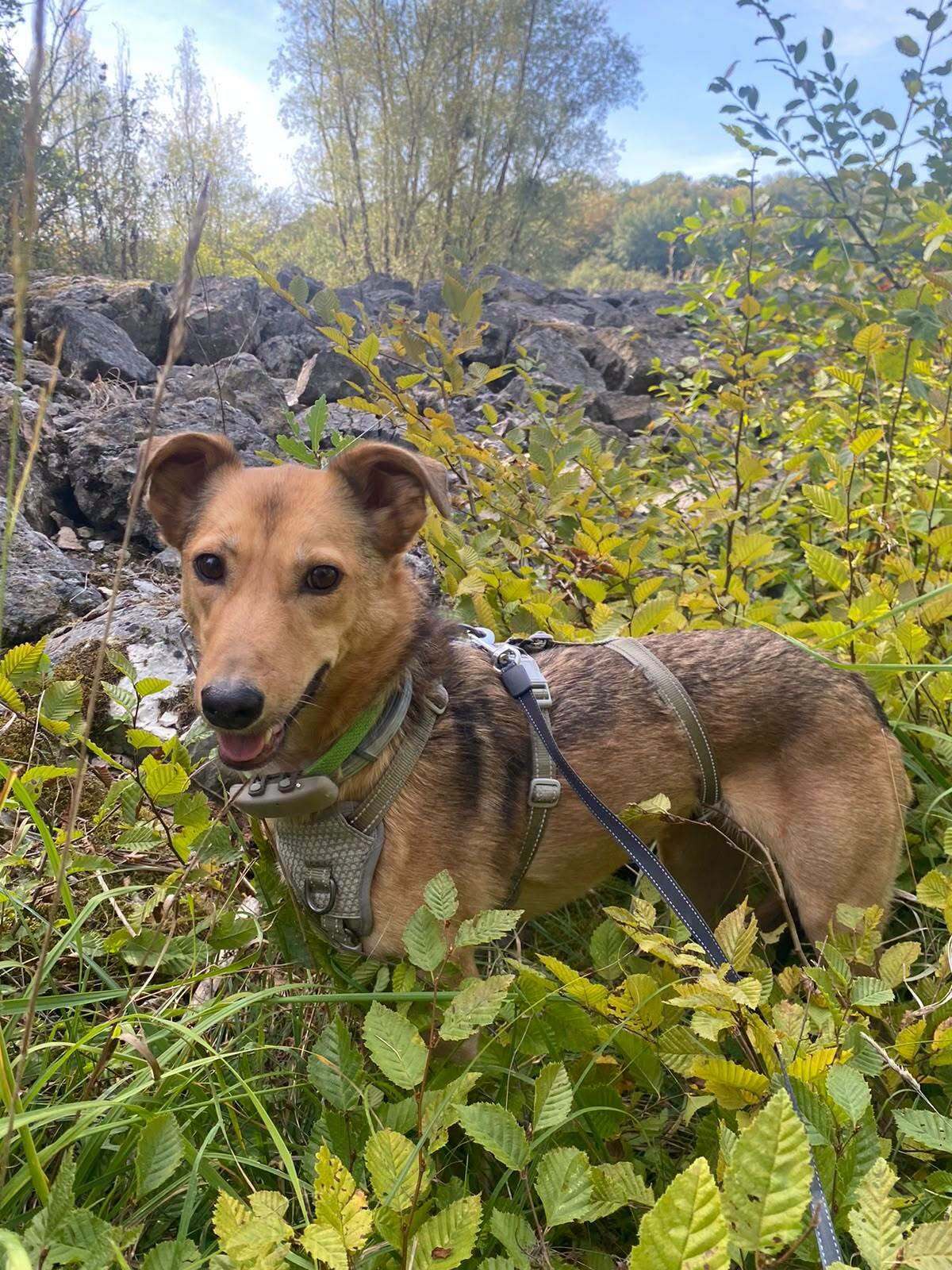 Adoption Yashka
