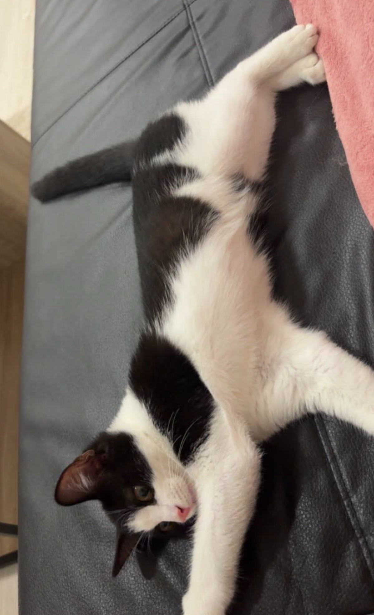 Adoption Kitty