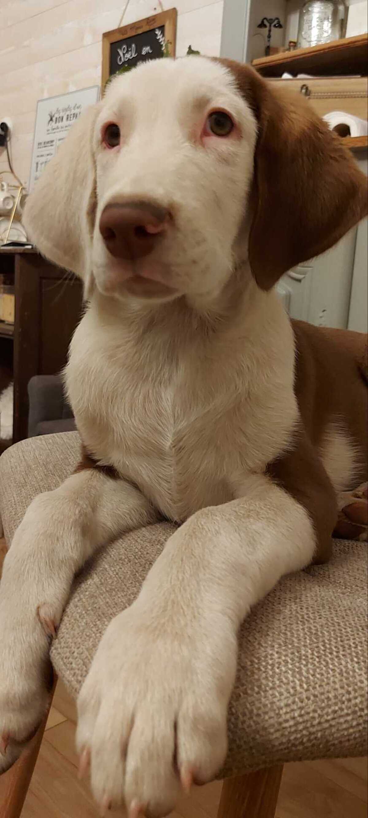 Adoption Asko