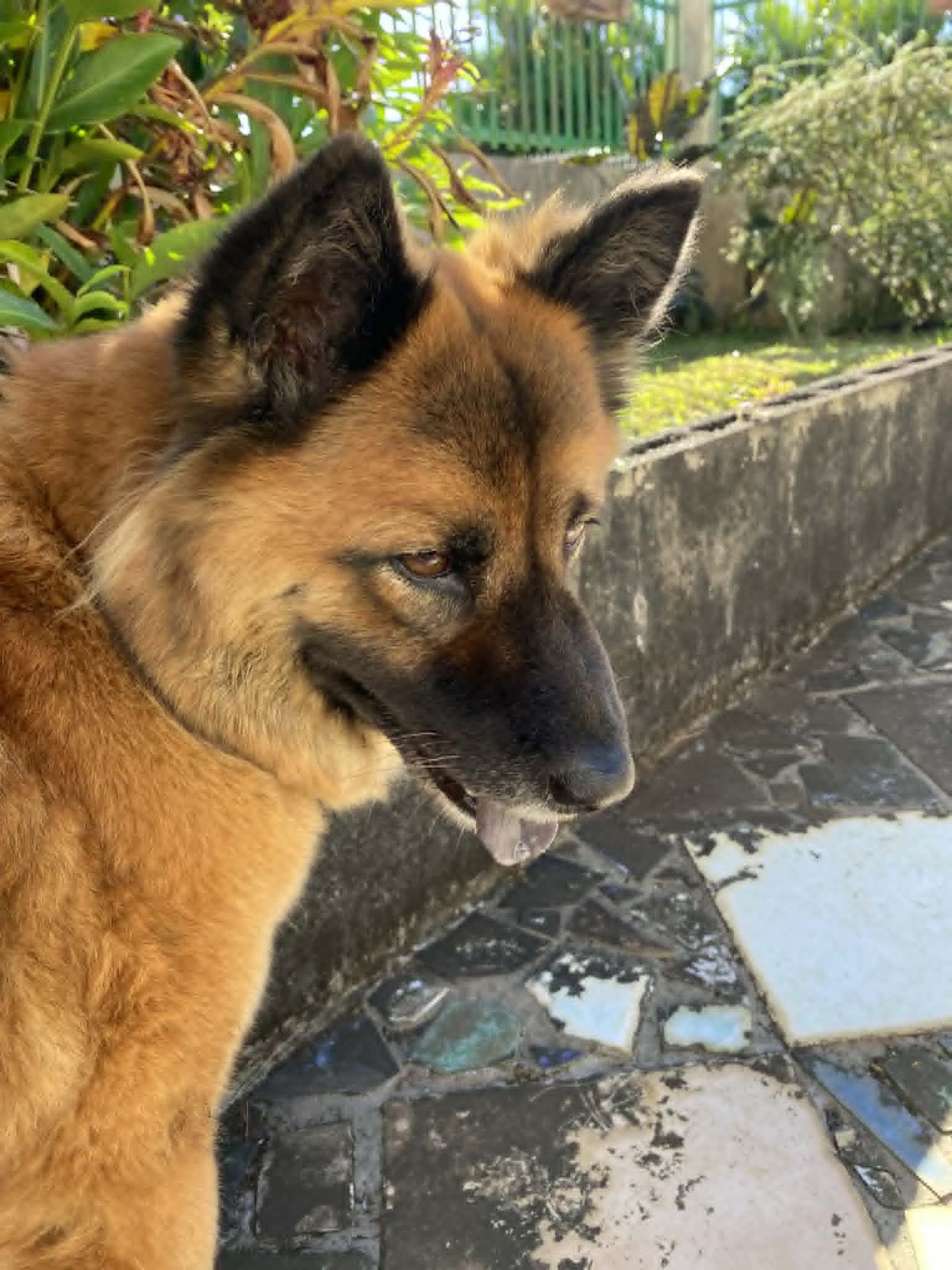 Adoption LAÏKA