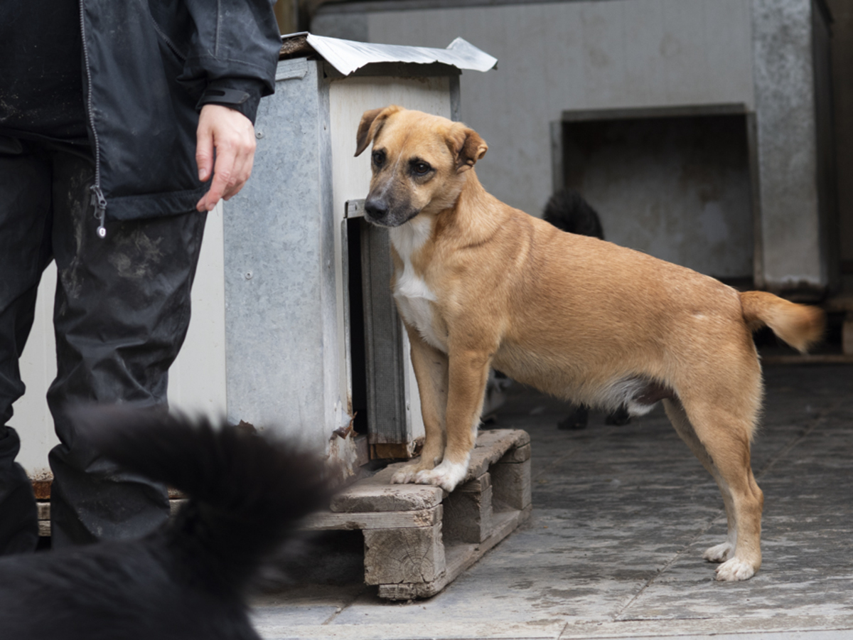 Adoption Zino