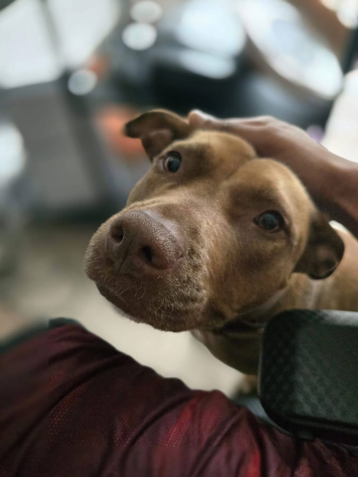 Adoption Brooklyn