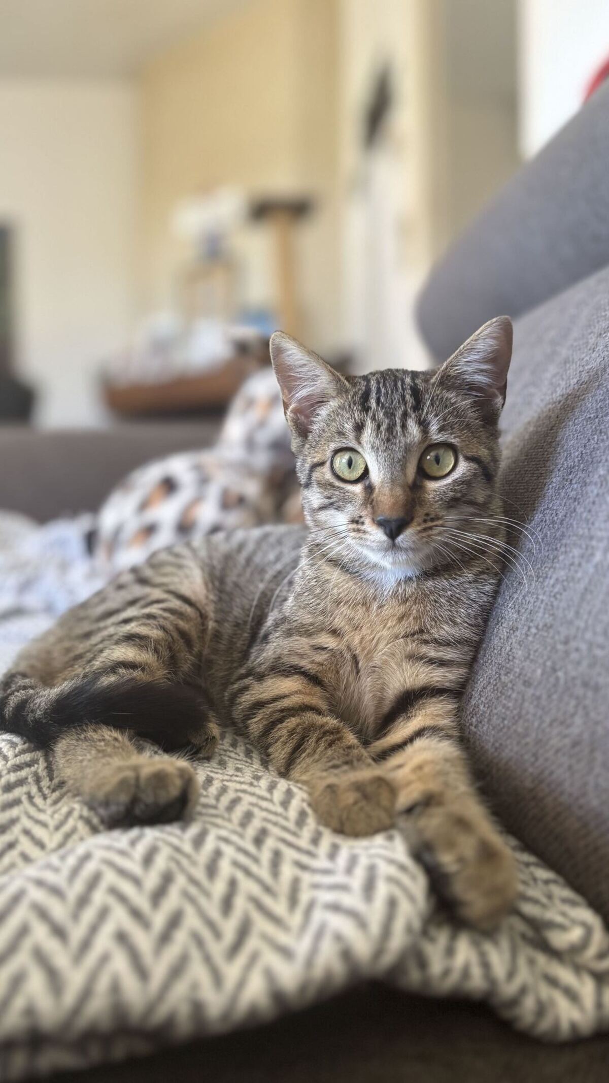 Adoption Gamelle 