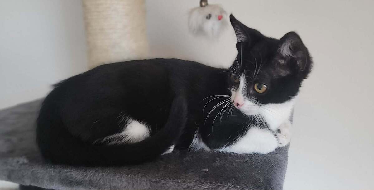 Adoption Banjo