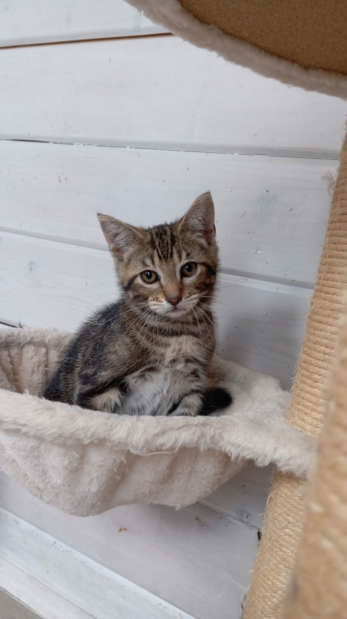 Adoption SMOOTHIE