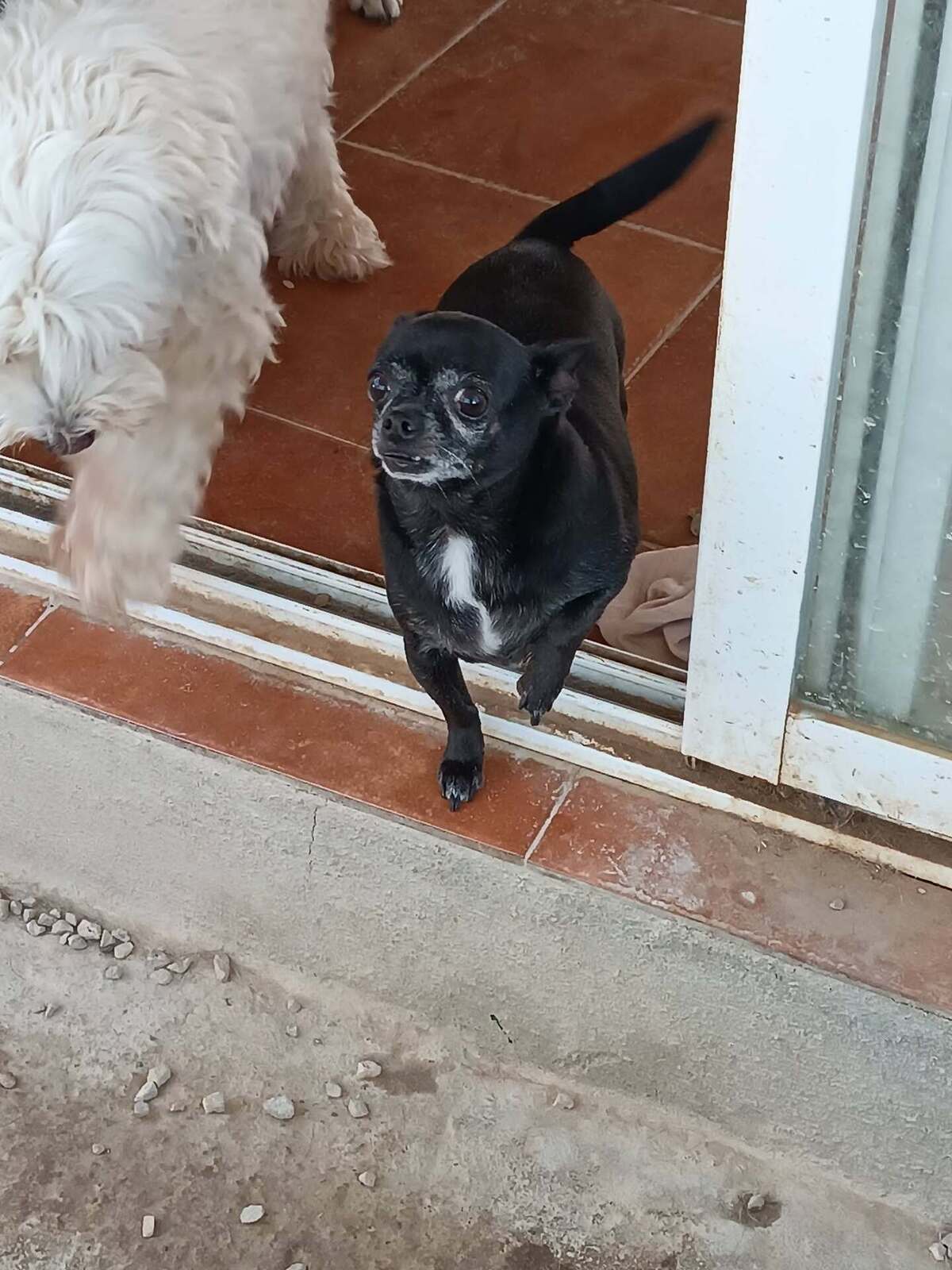 Adoption Valeria
