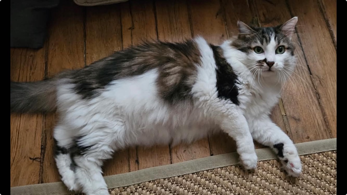 Adoption Hopper