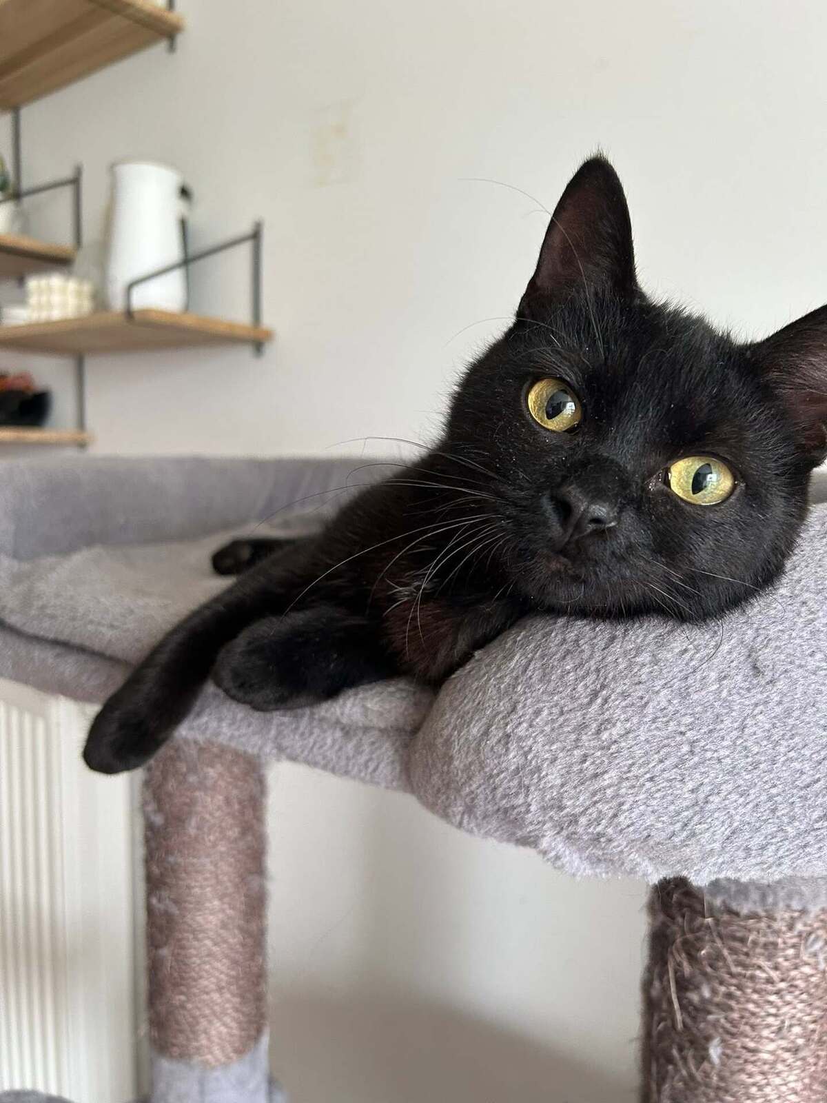 Adoption K-Sounette