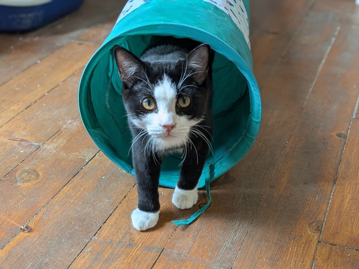 Adoption Beckett