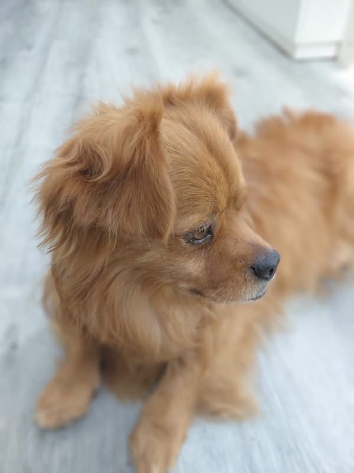 Adoption Pollux 