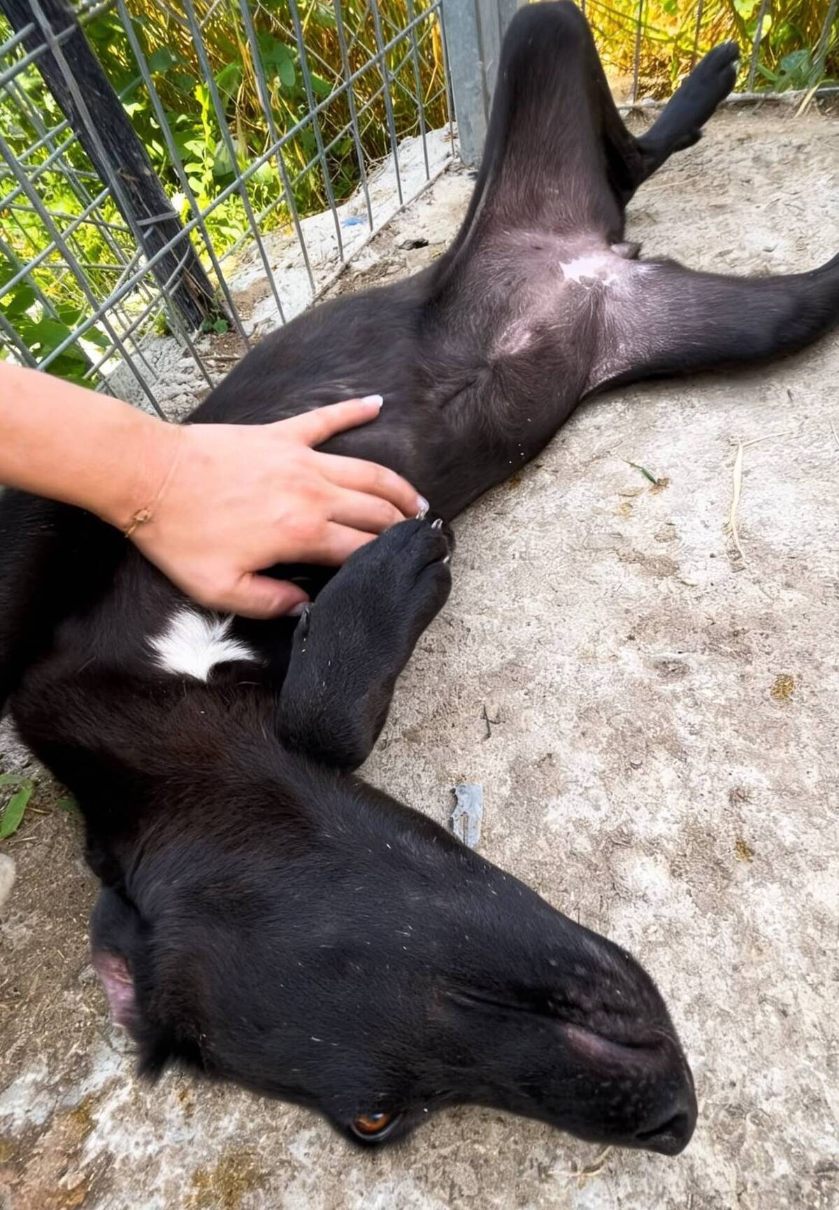 Adoption Senka