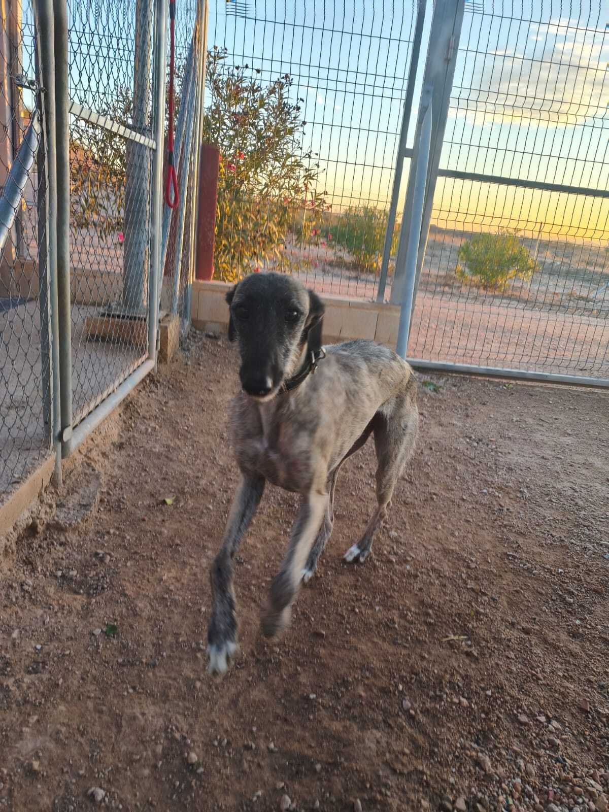 Adoption Fanny