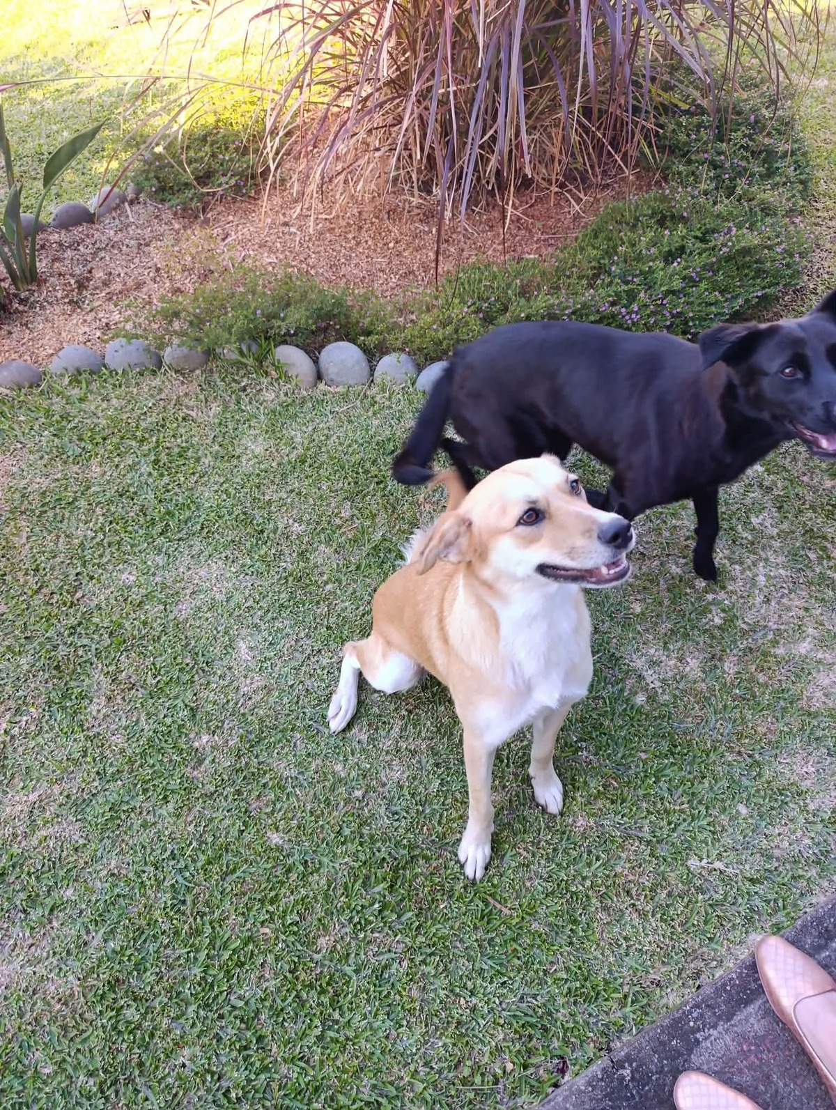 Adoption Canelle