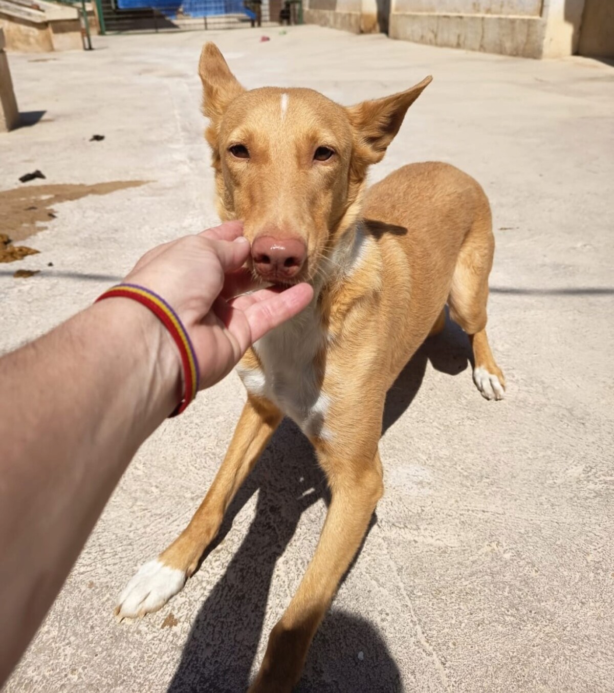 Adoption BERTO