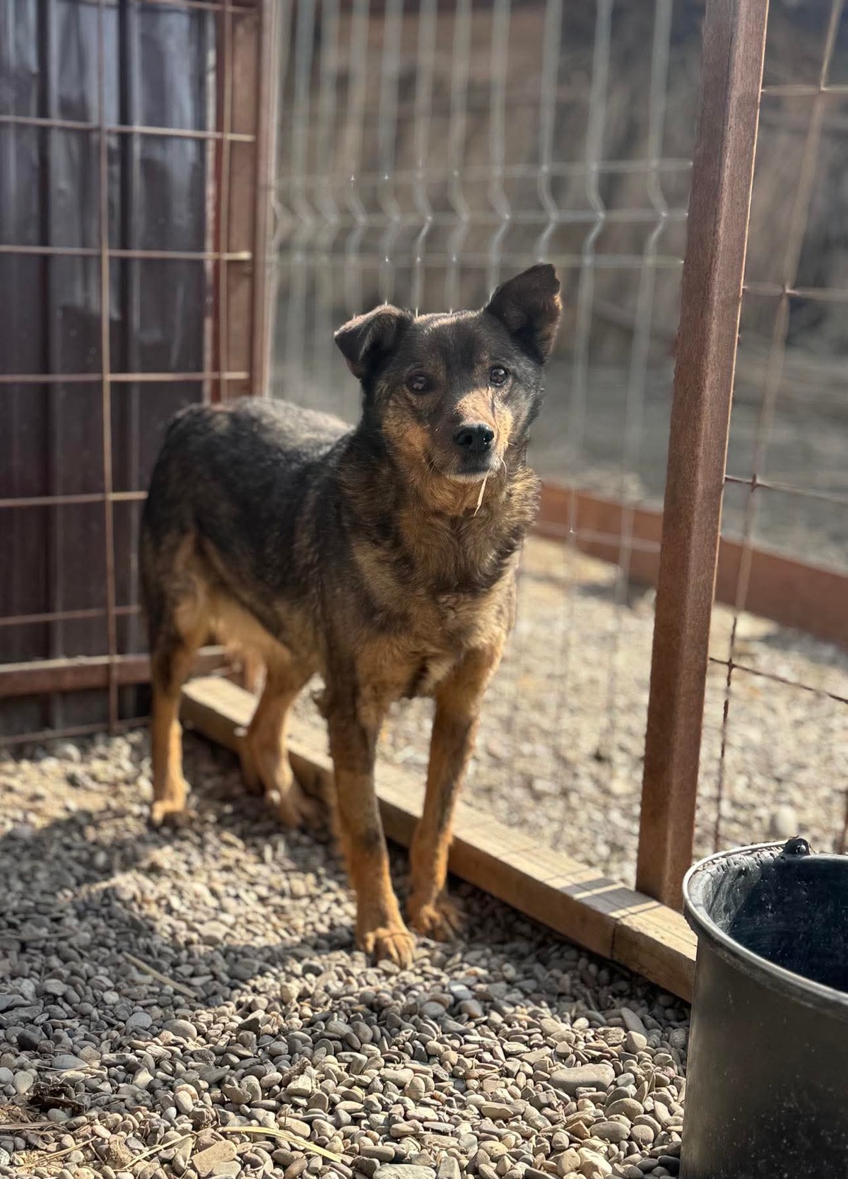 Adoption Kimi