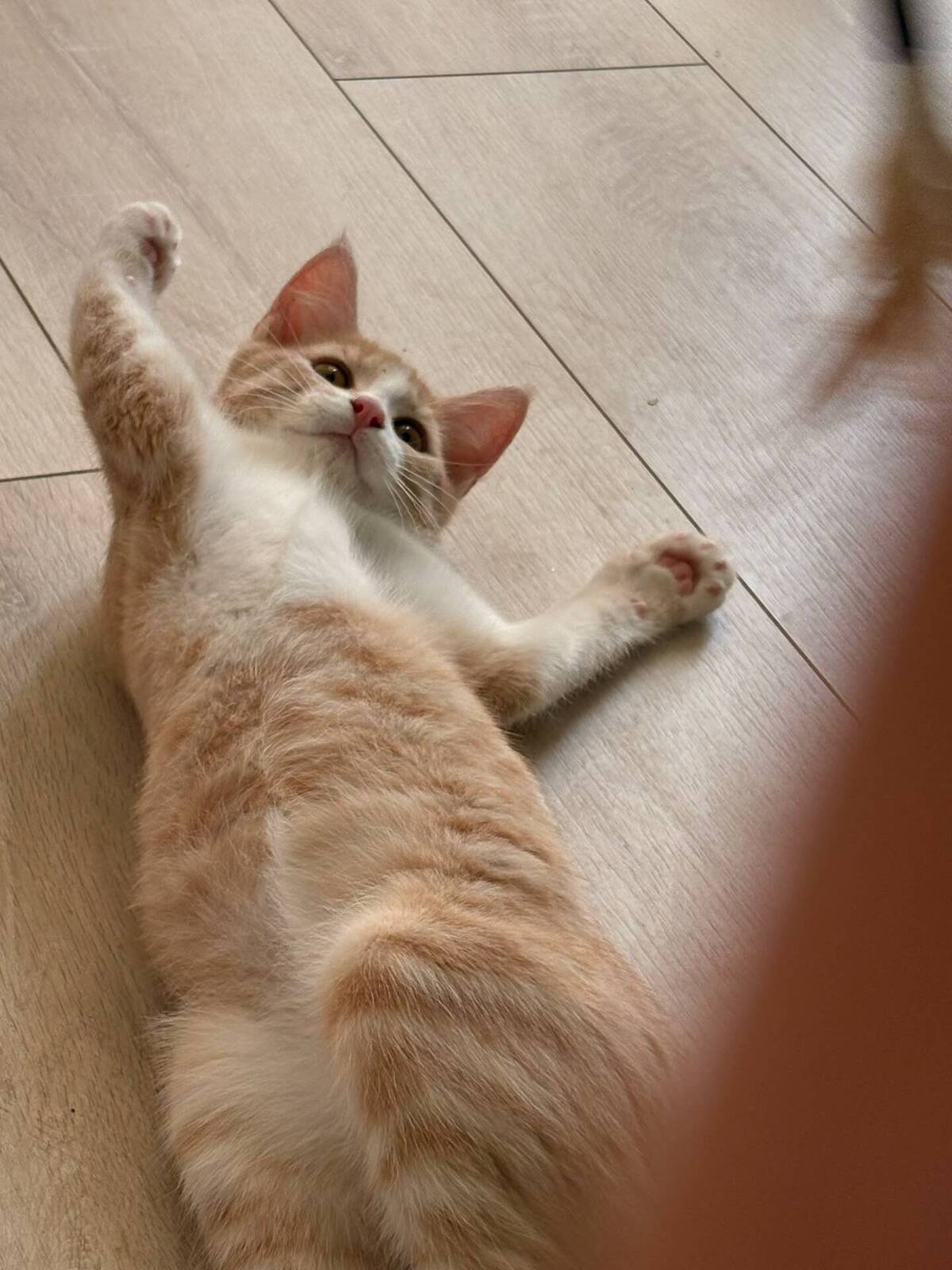 Adoption Bowie