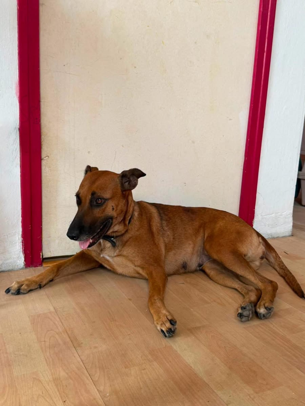 Adoption Neela