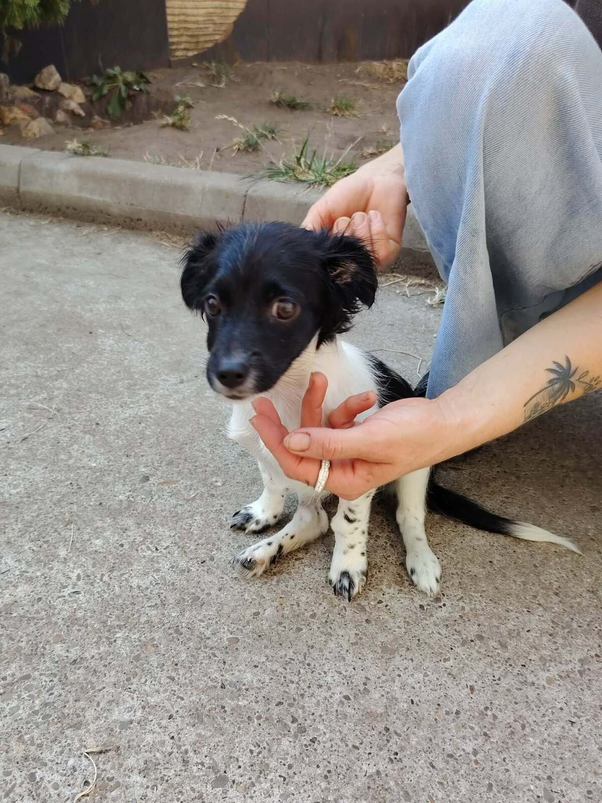 Adoption Réglisse
