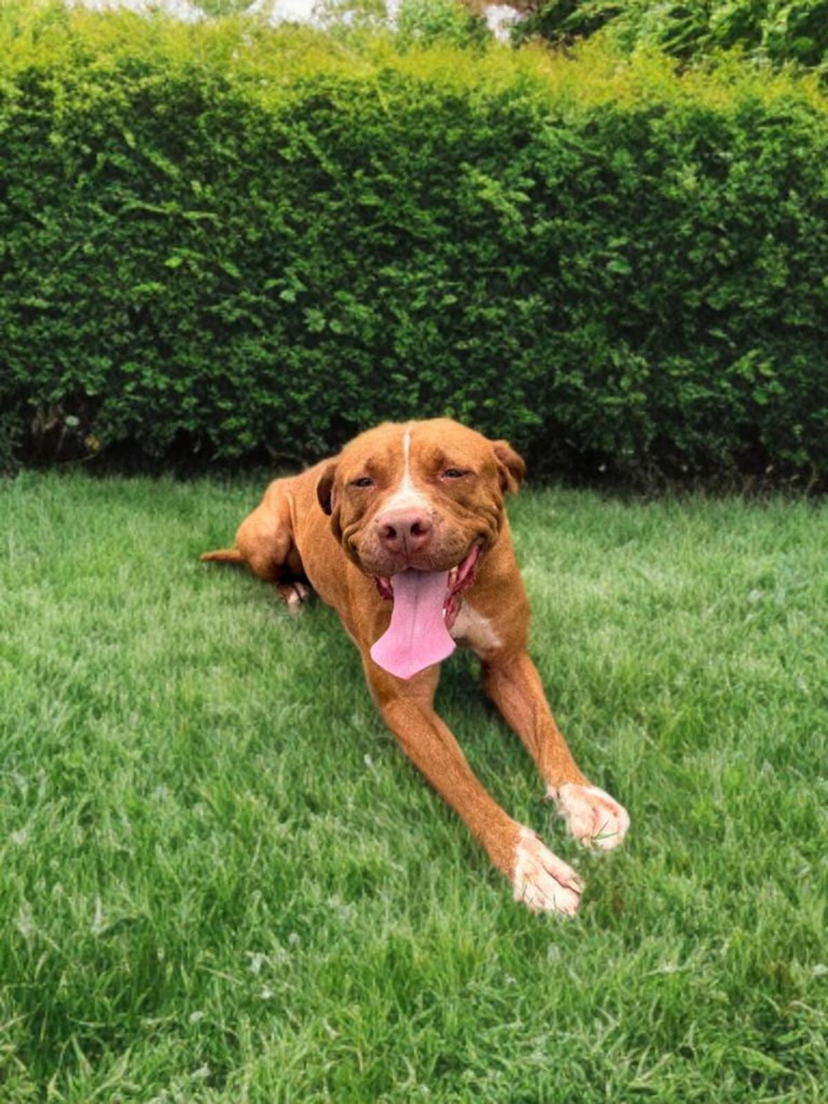 Adoption Starlett