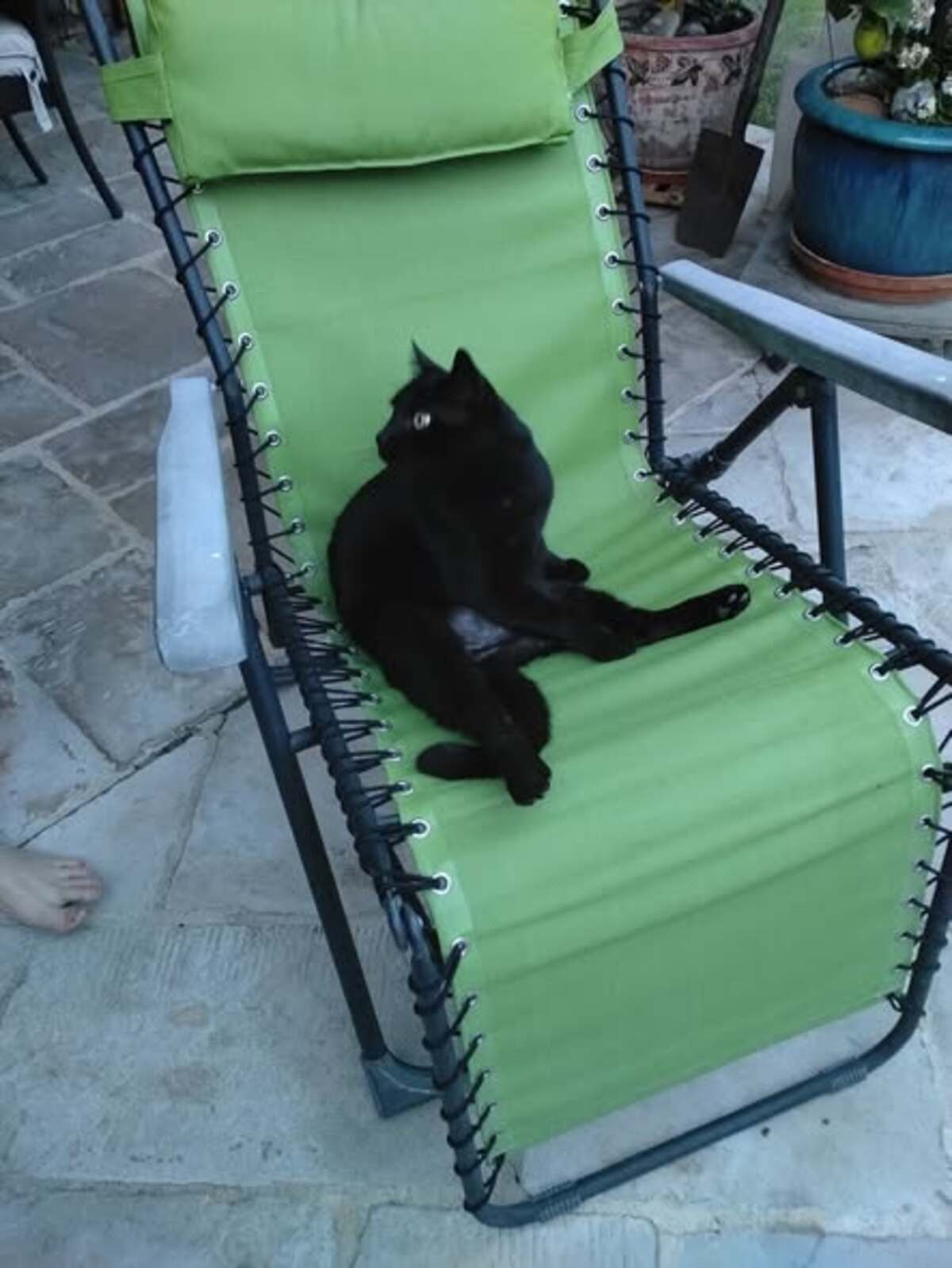 Adoption Minou