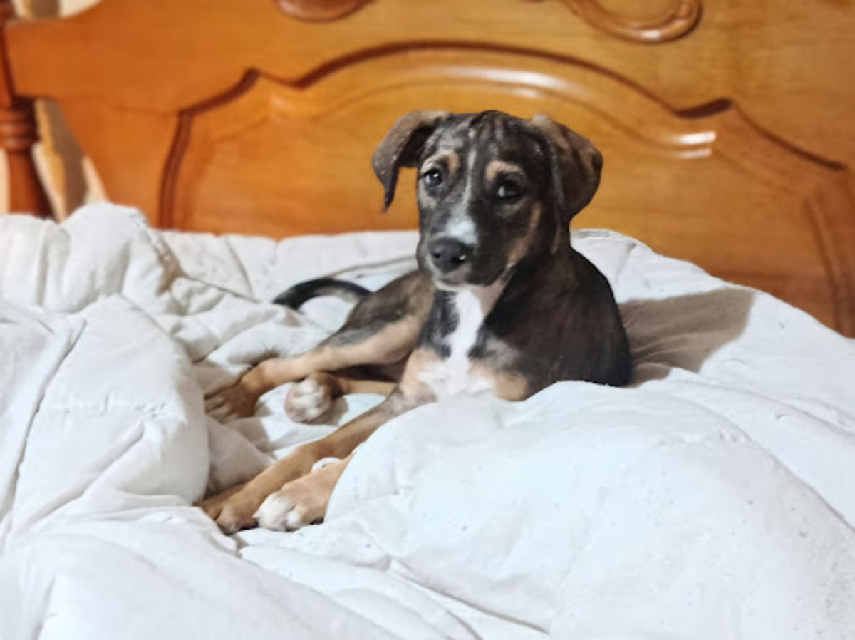 Adoption Zanah