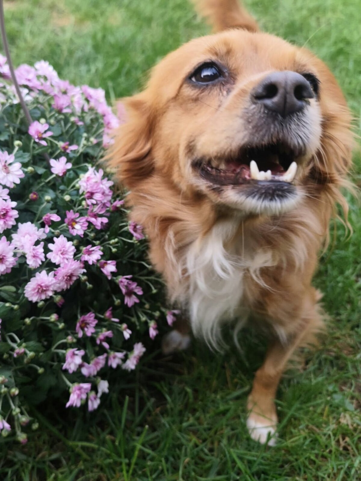 Adoption Rita