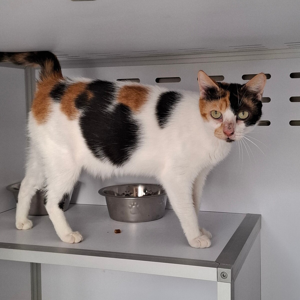 Adoption BELINDA