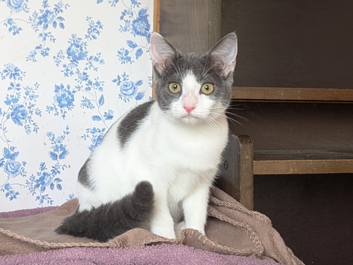 Adoption BETTINA