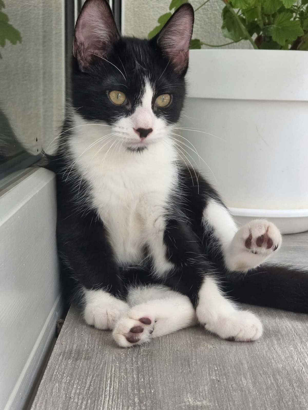 Adoption Figaro