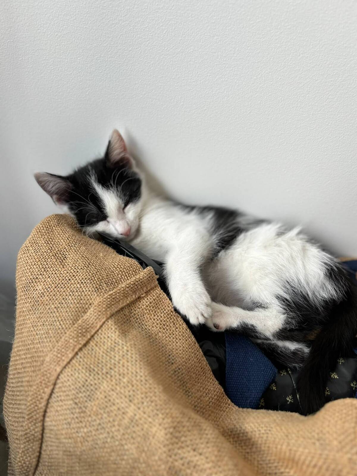 Adoption Moustic