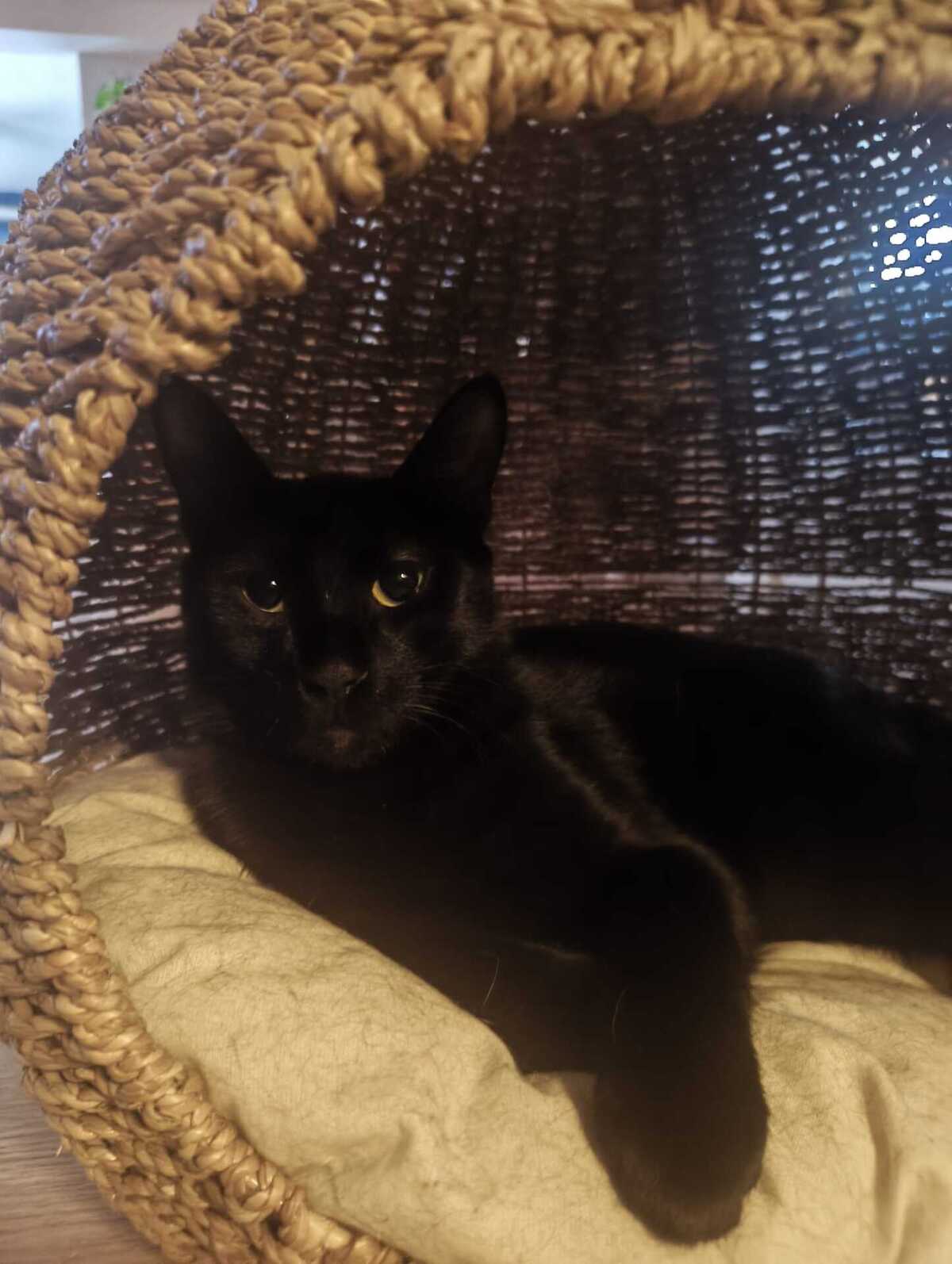 Adoption Gigi
