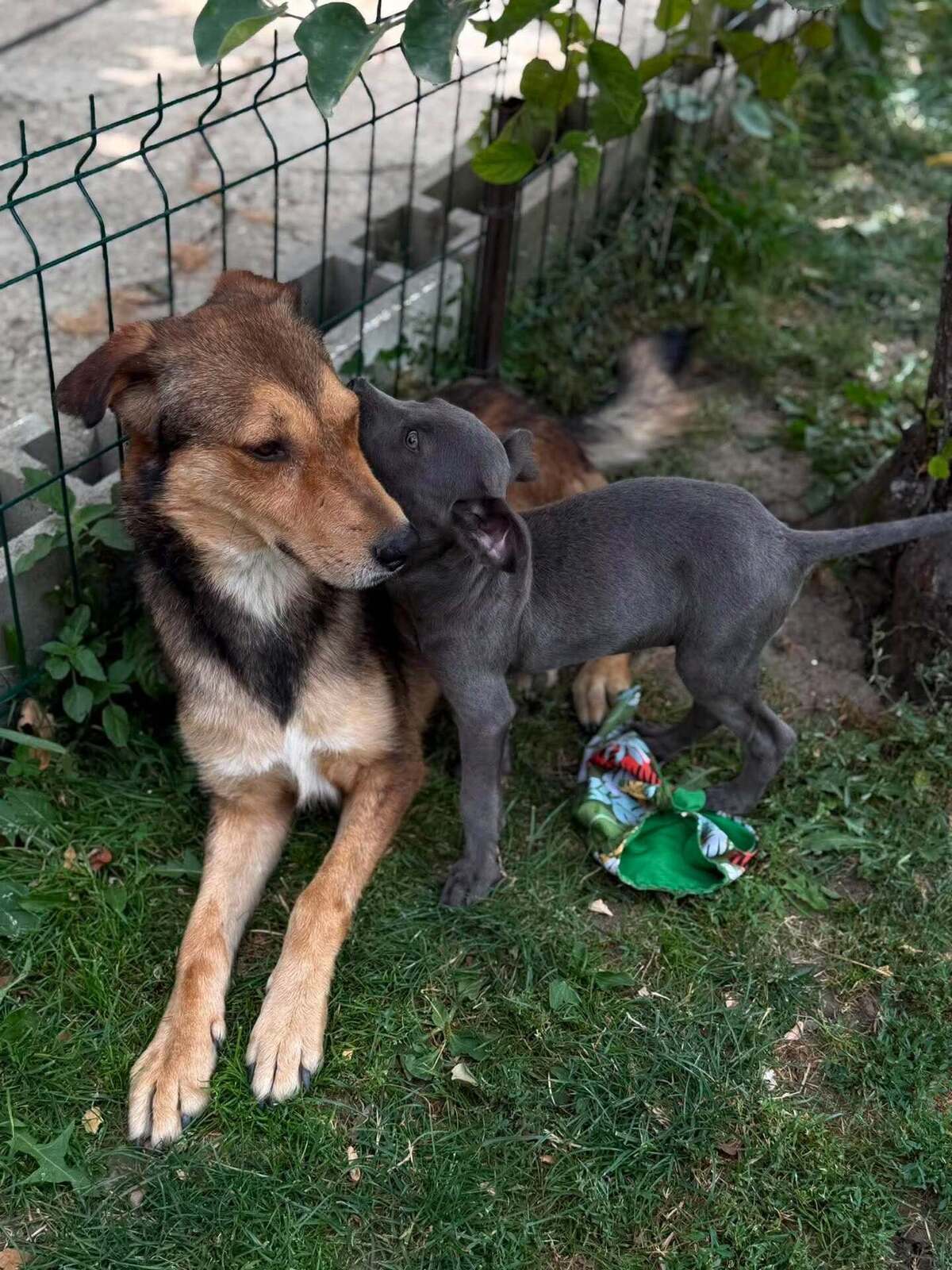 Adoption Kaito
